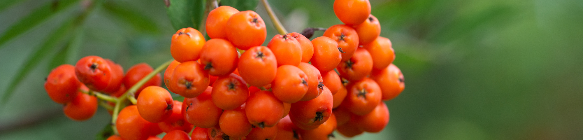 Sorbus aucuparia