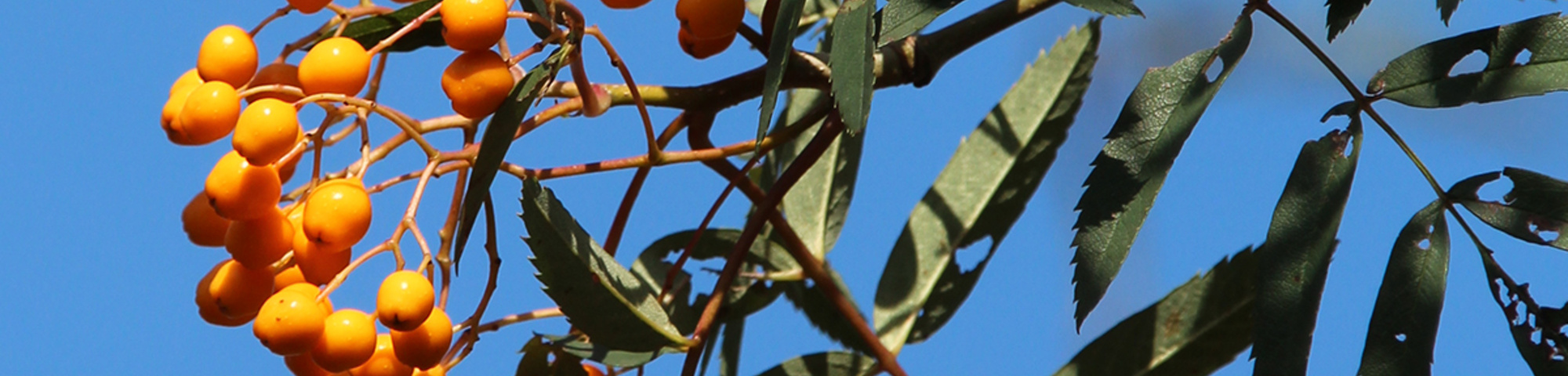 Sorbus aucuparia 'Rossica Major'