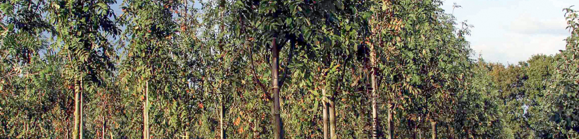Sorbus aucuparia 'Wettra'