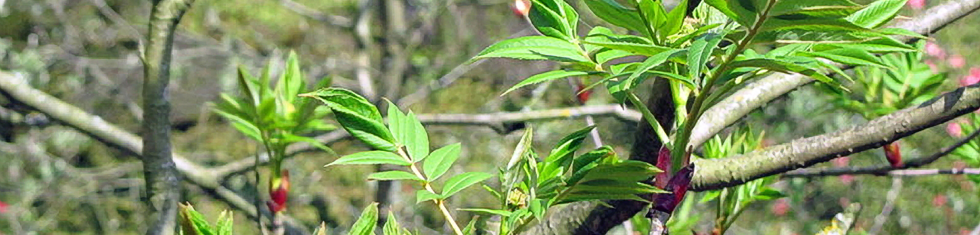 Sorbus commixta 'Belmonte'