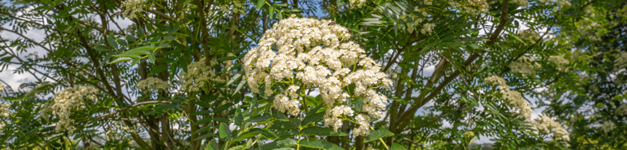 Sorbus commixta