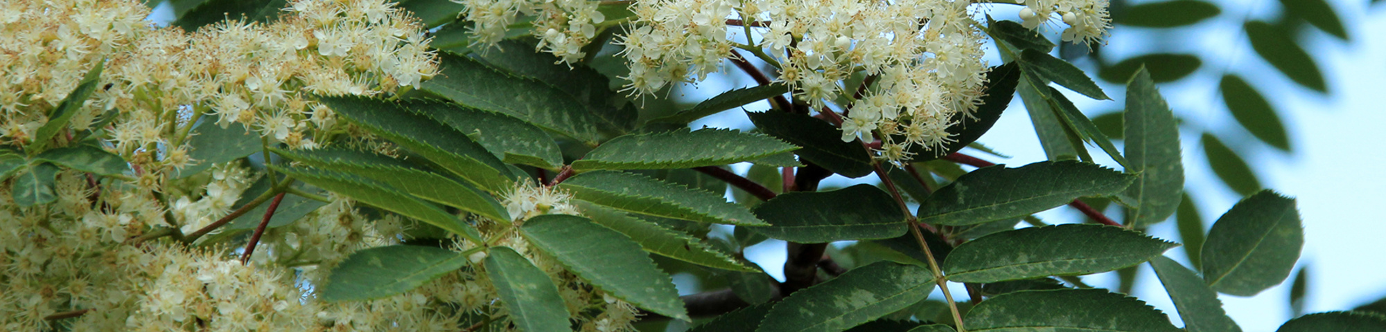 Sorbus decora