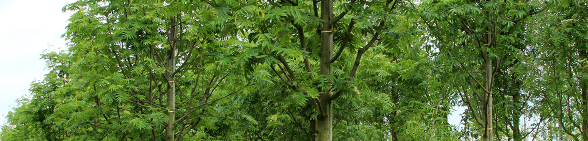 Sorbus 'Dodong'