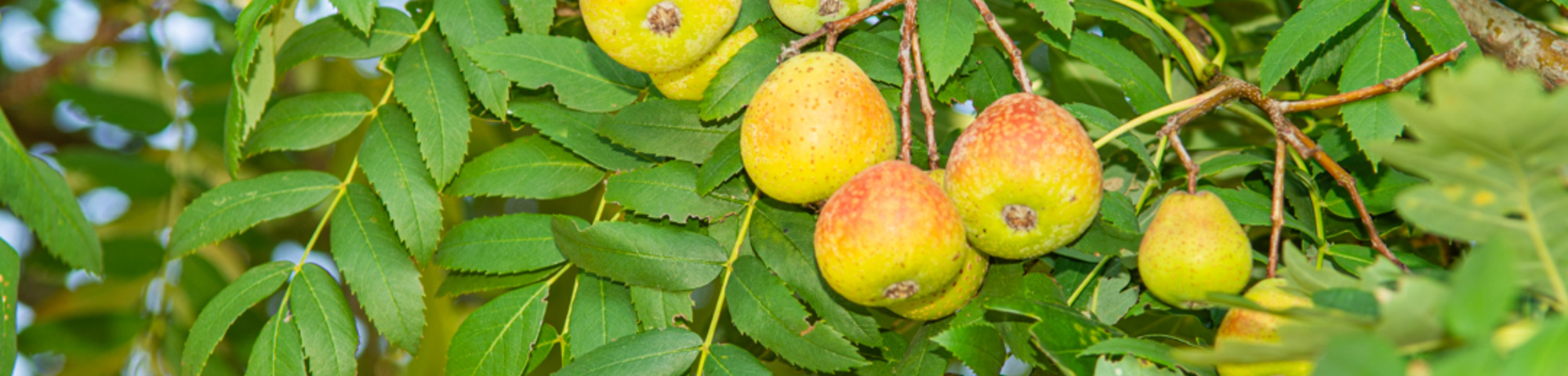 Sorbus domestica