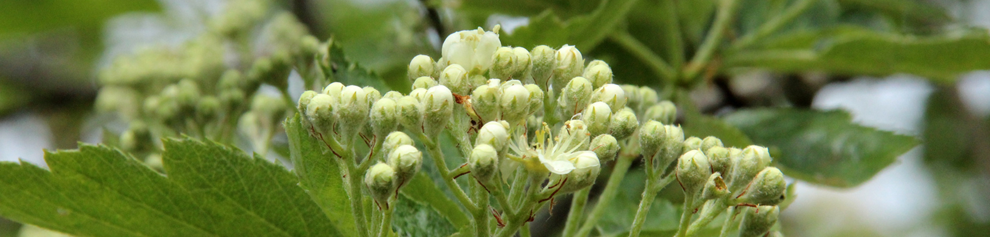 Sorbus intermedia 'Brouwers'