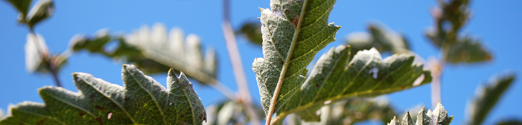 Sorbus intermedia