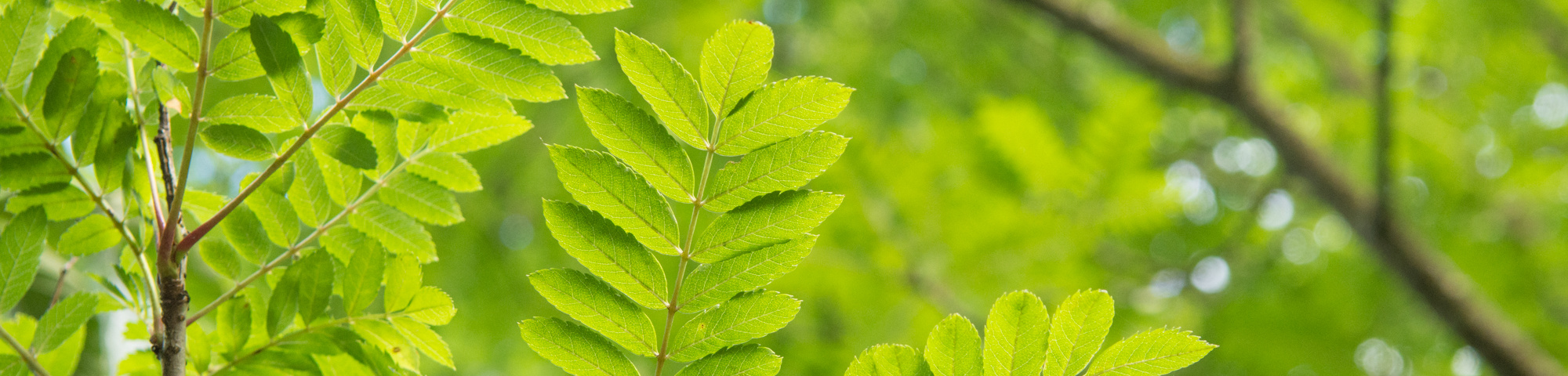 Sorbus 'Joseph Rock'