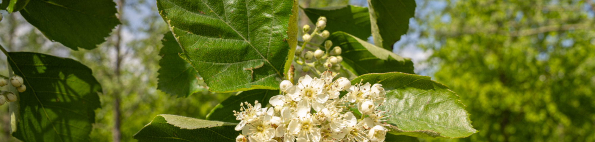 Sorbus latifolia 'Henk Vink'