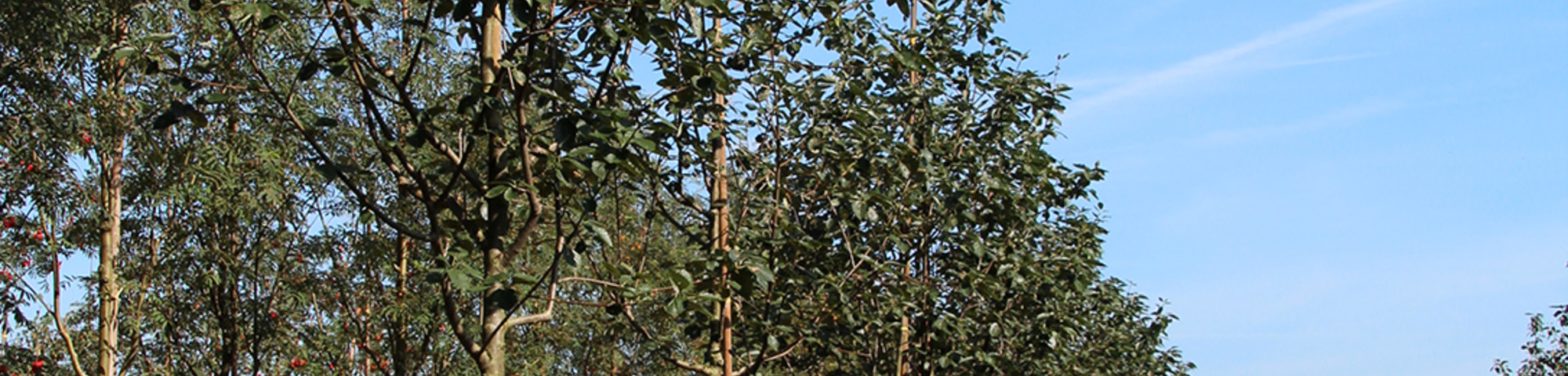 Sorbus latifolia 'Henk Vink'
