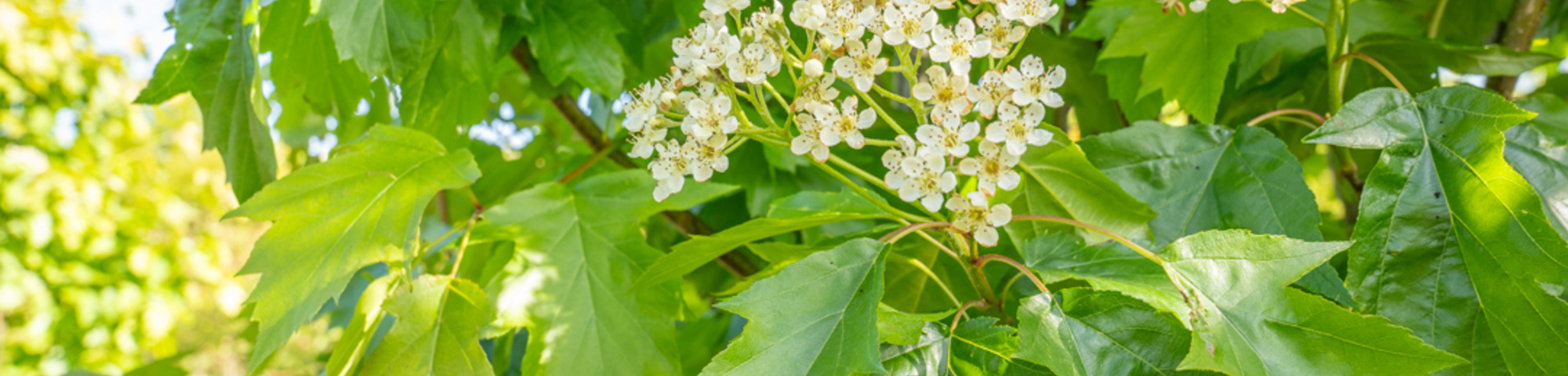 Sorbus torminalis