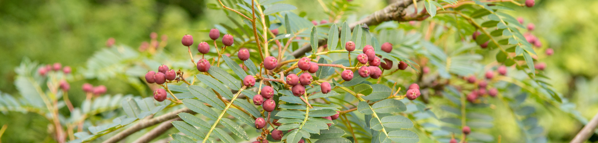 Sorbus vilmorinii