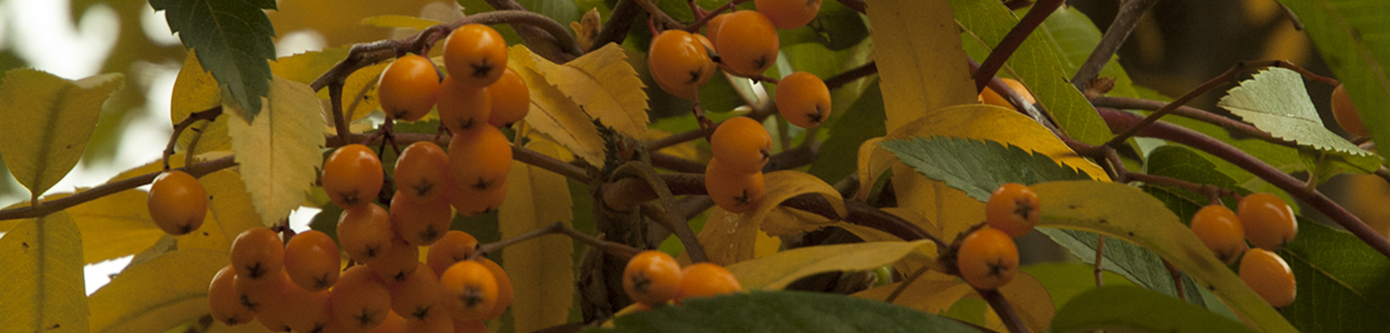 Sorbus x arnoldiana 'Golden Wonder'