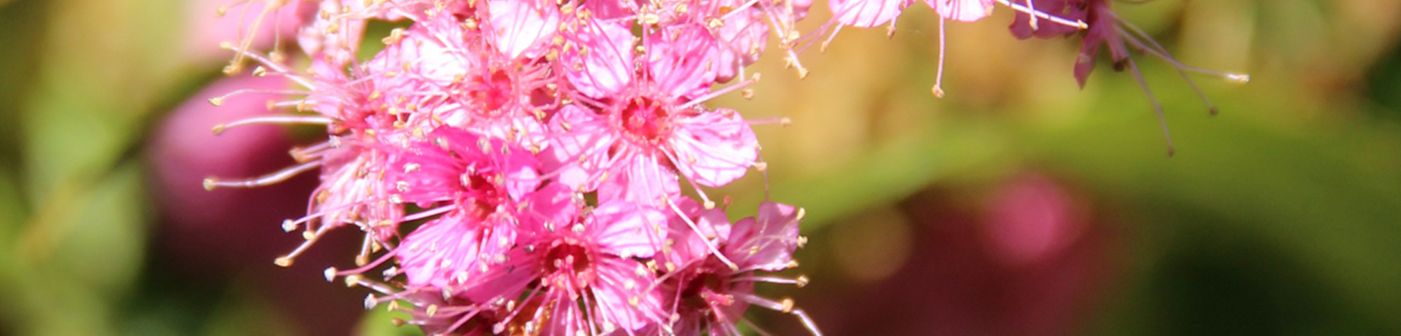 Spiraea japonica 'Anthony Waterer'