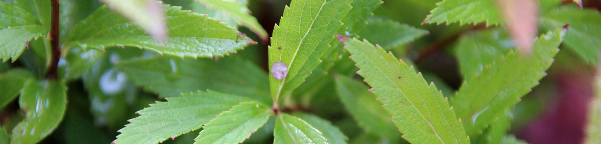 Spiraea japonica 'Genpei'