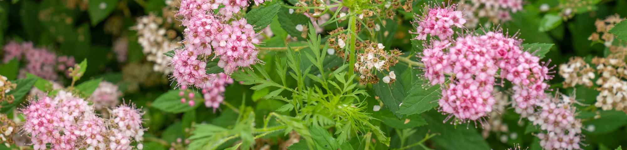 Spiraea japonica 'Little Princess'