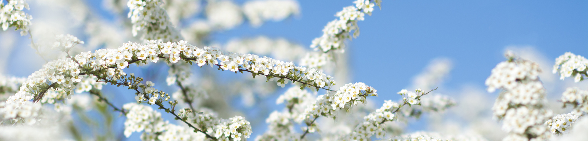 Spiraea x cinerea 'Grefsheim'