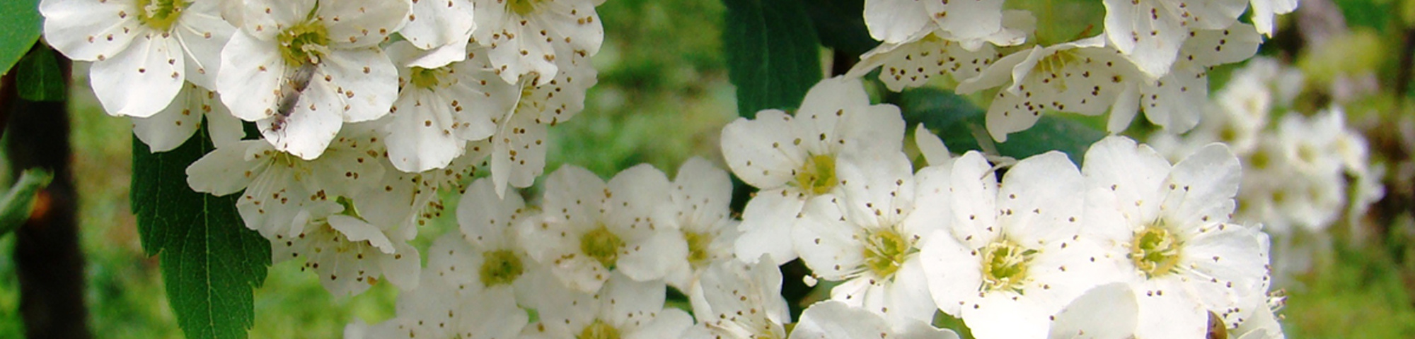 Spiraea x vanhouttei