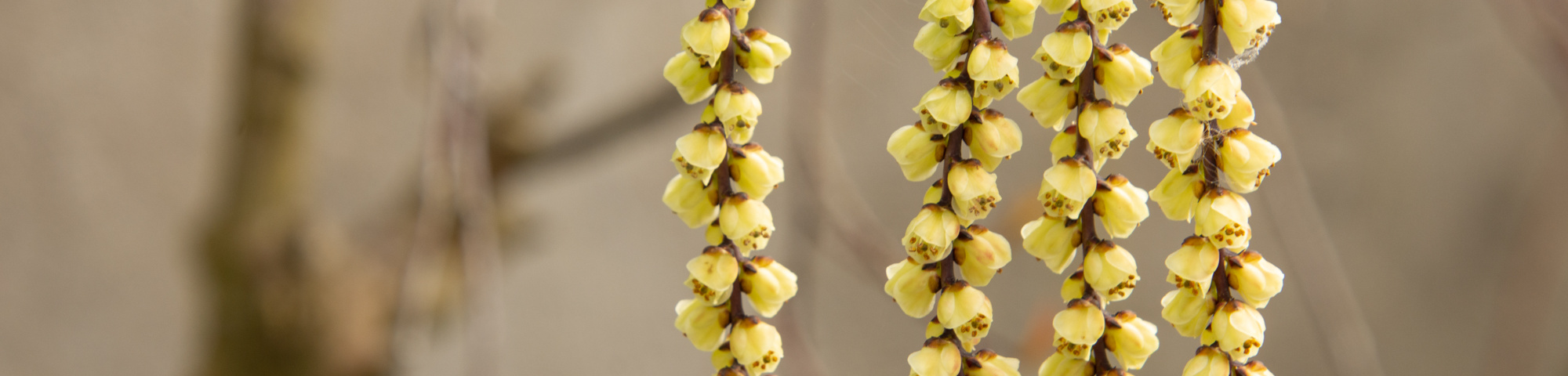 Stachyurus praecox