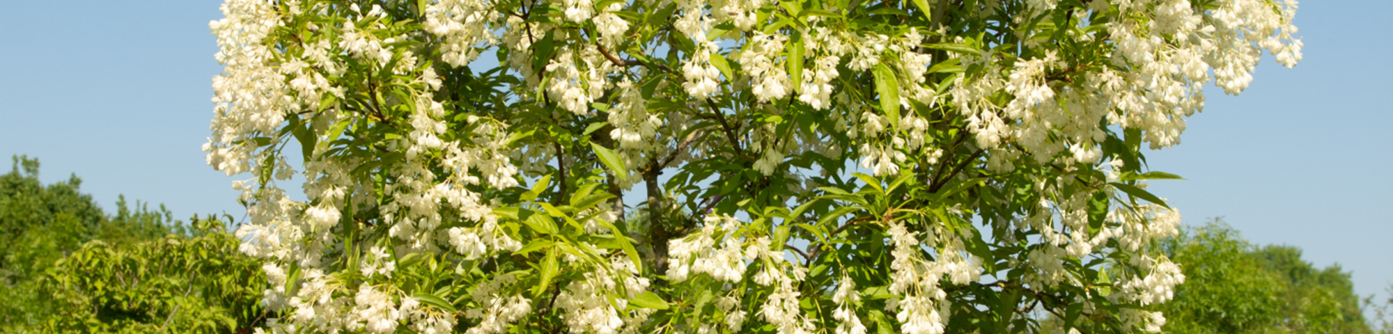 Staphylea colchica