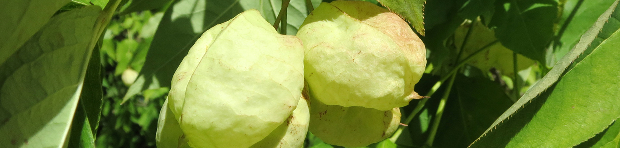 Staphylea pinnata