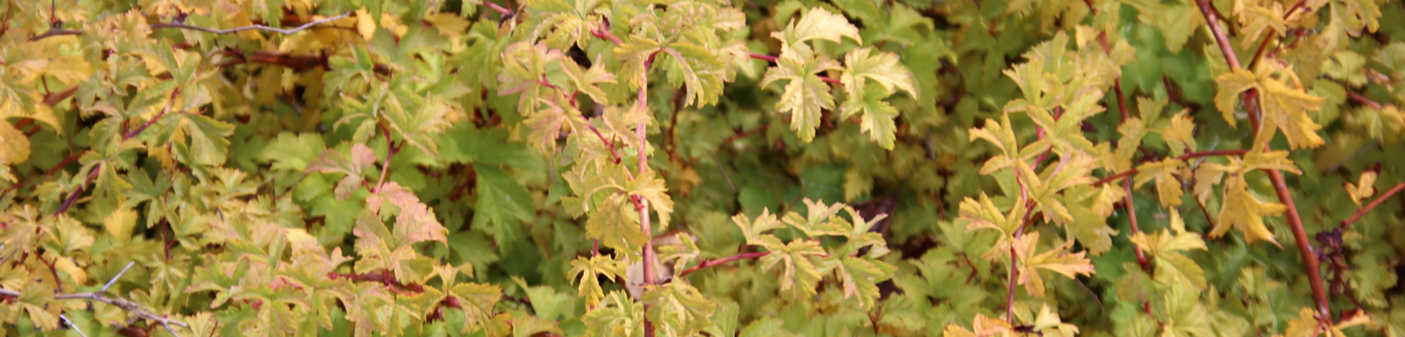 Stephanandra incisa 'Crispa'