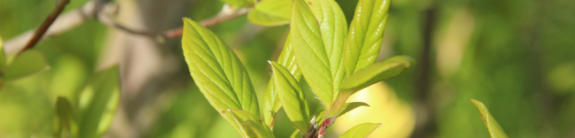Stewartia monadelpha