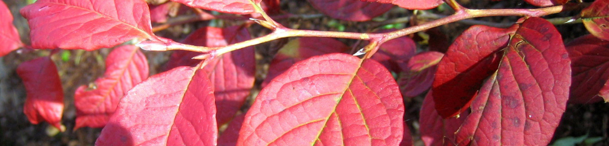 Stewartia pseudocamellia 'Koreana'