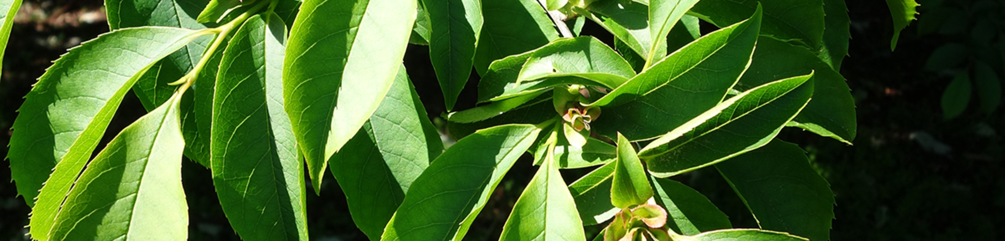 Stewartia rostrata