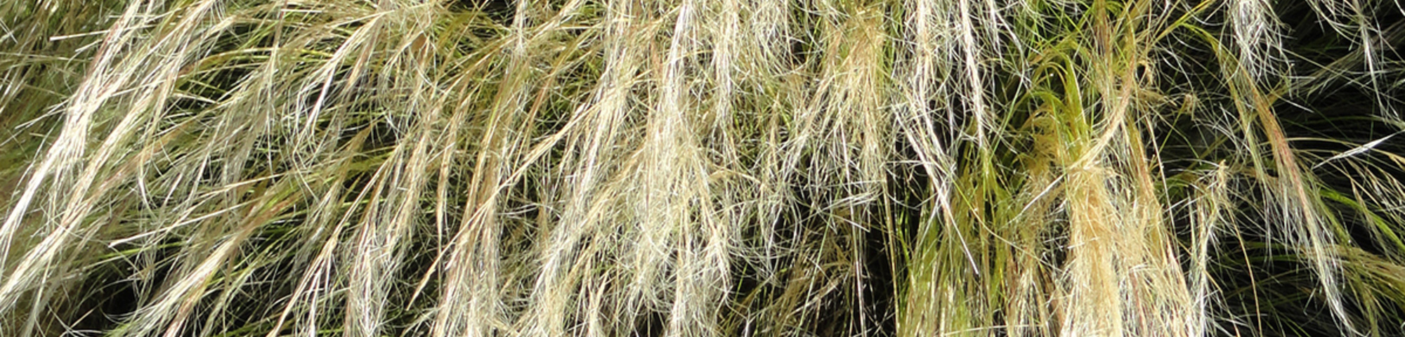 Stipa tenuissima