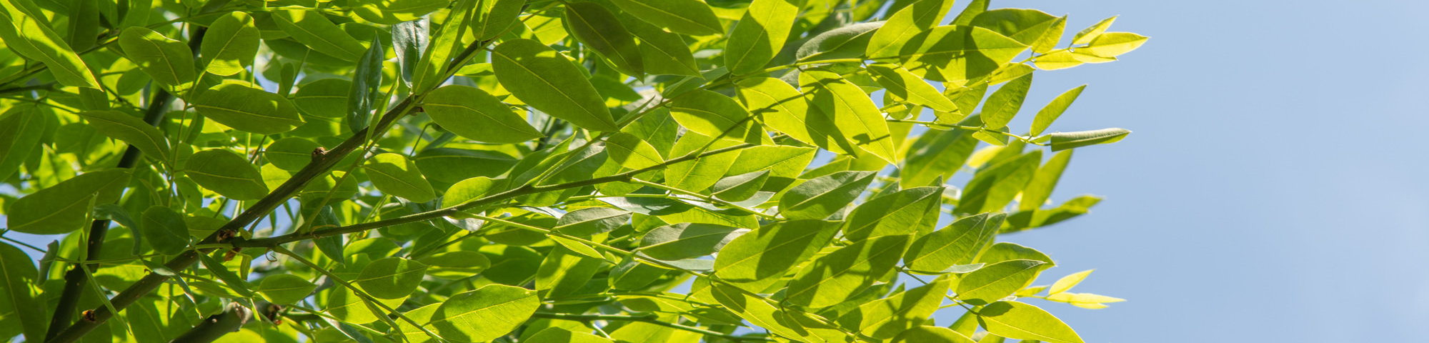 Styphnolobium japonicum 'Fleright'