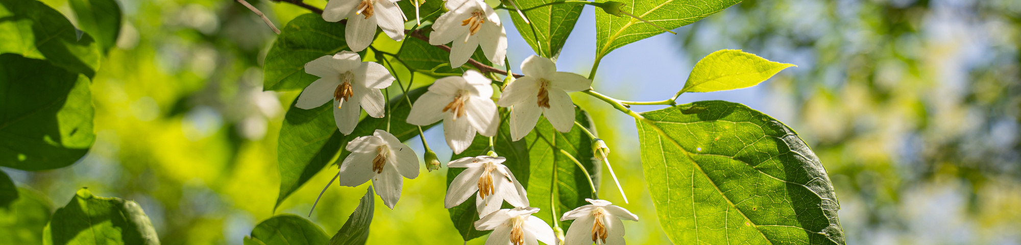 Styrax japonicus 'June Snow'