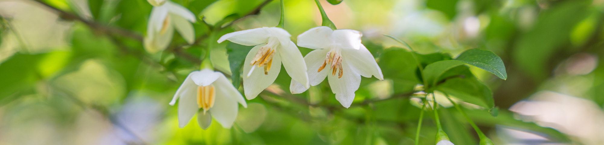 Styrax japonicus SNOWCONE
