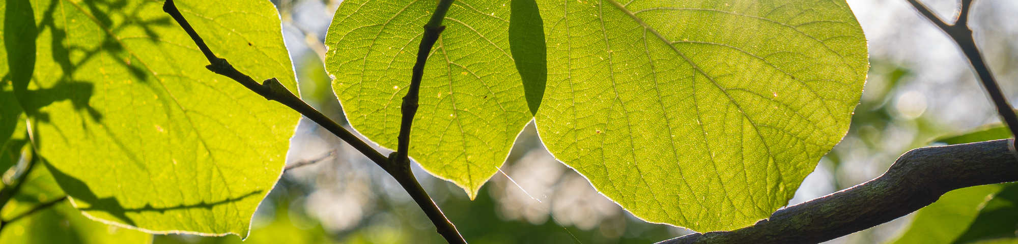Styrax obassia