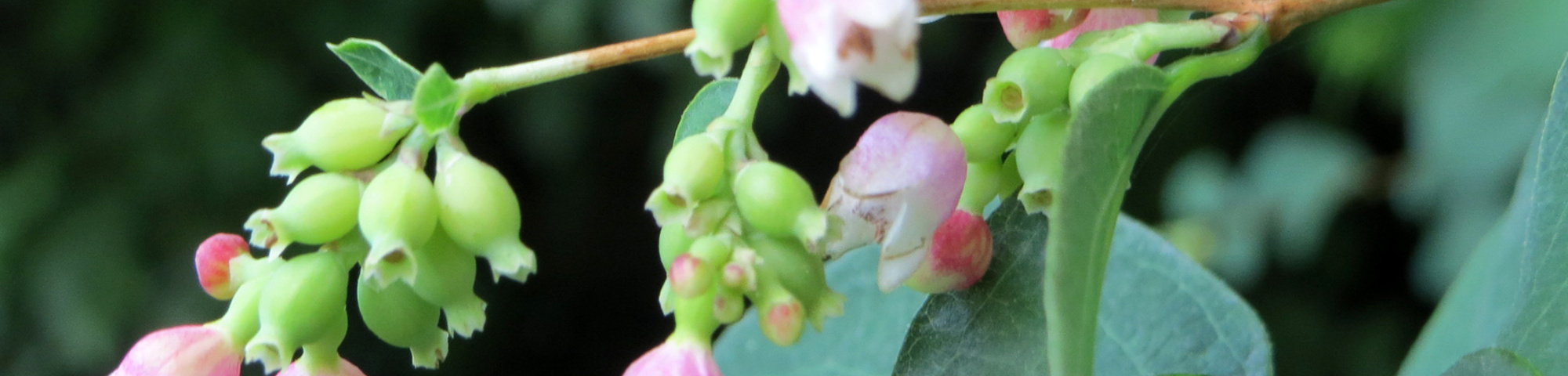 Symphoricarpos albus