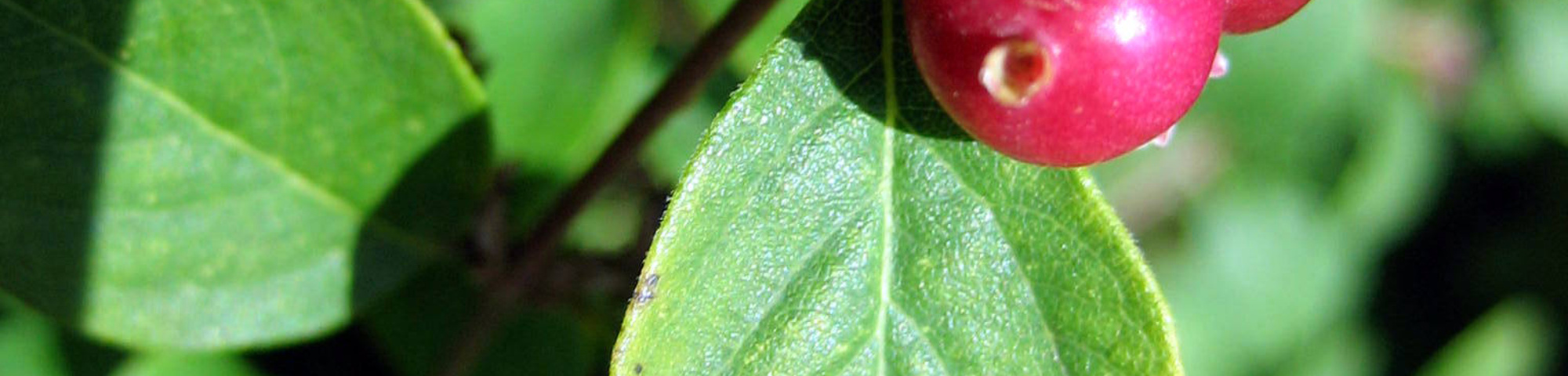 Symphoricarpos x chenaultii 'Hancock'