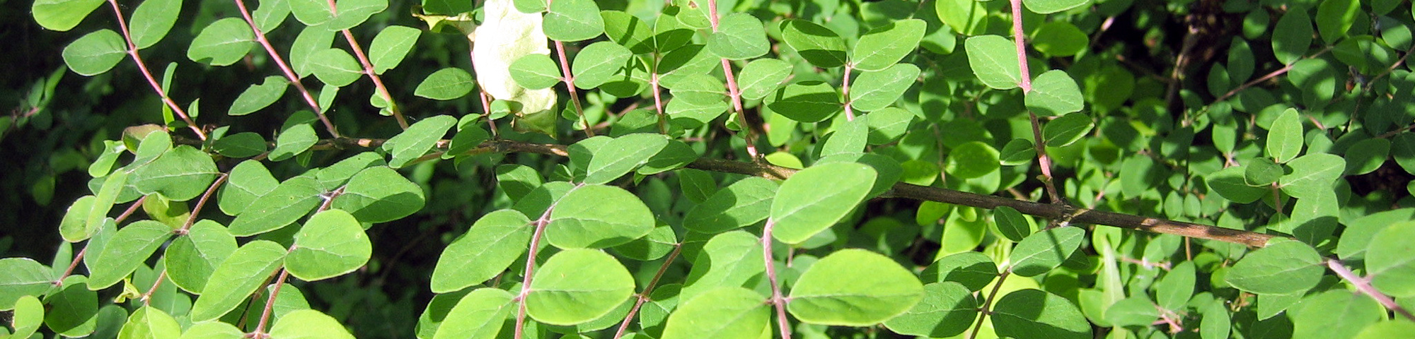 Symphoricarpos x doorenbosii 'Magic Berry'