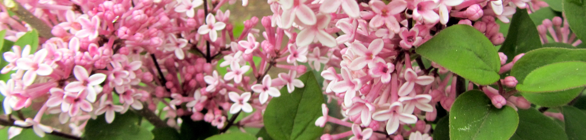 Syringa meyeri 'Palibin'