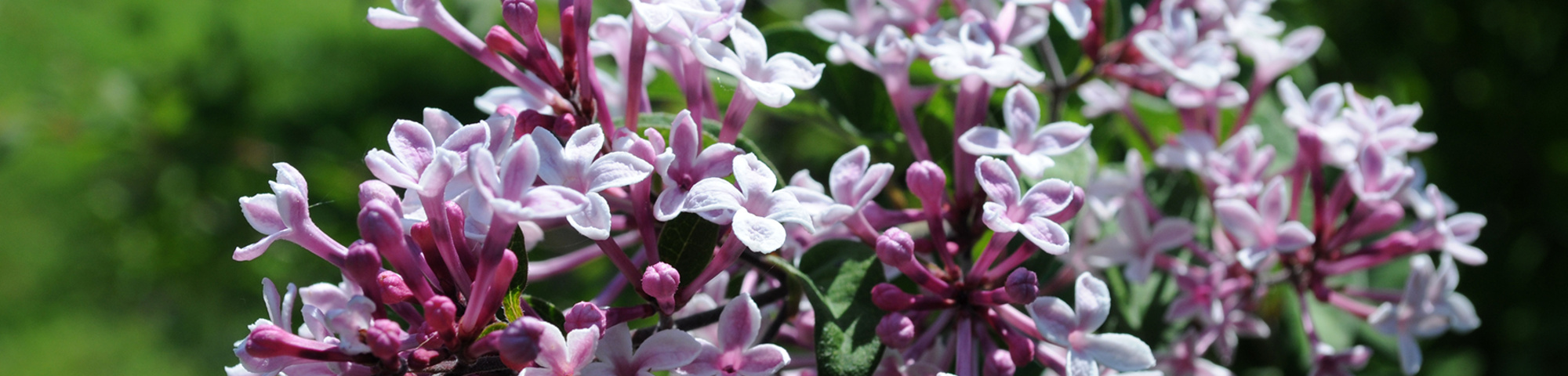 Syringa microphylla 'Superba'