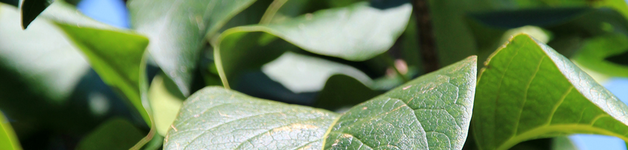 Syringa reticulata 'Ivory Silk'
