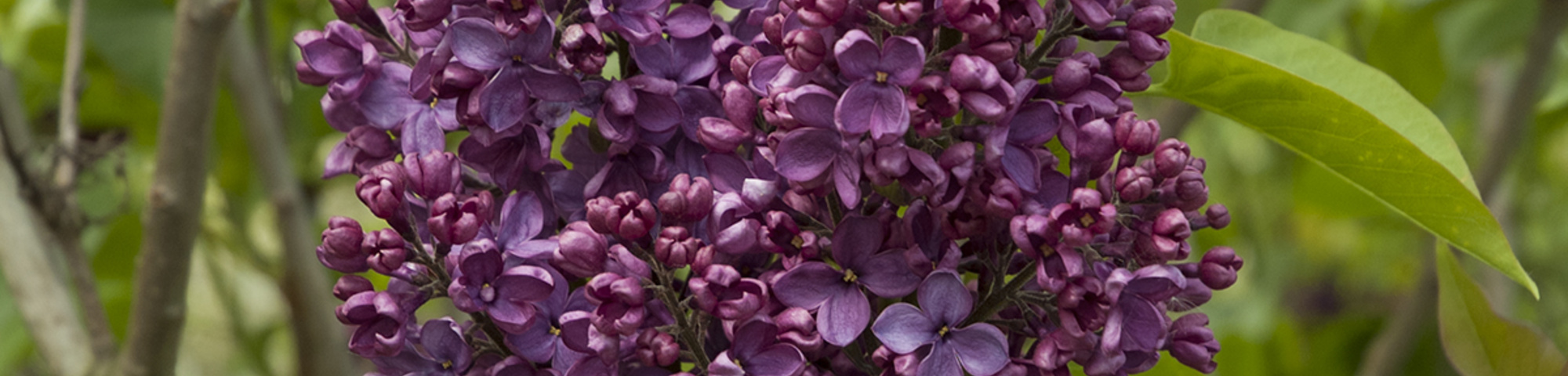 Syringa vulgaris 'Andenken an Ludwig Späth'