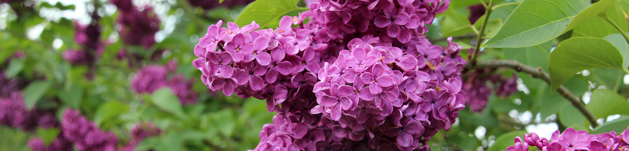 Syringa vulgaris 'Charles Joly'