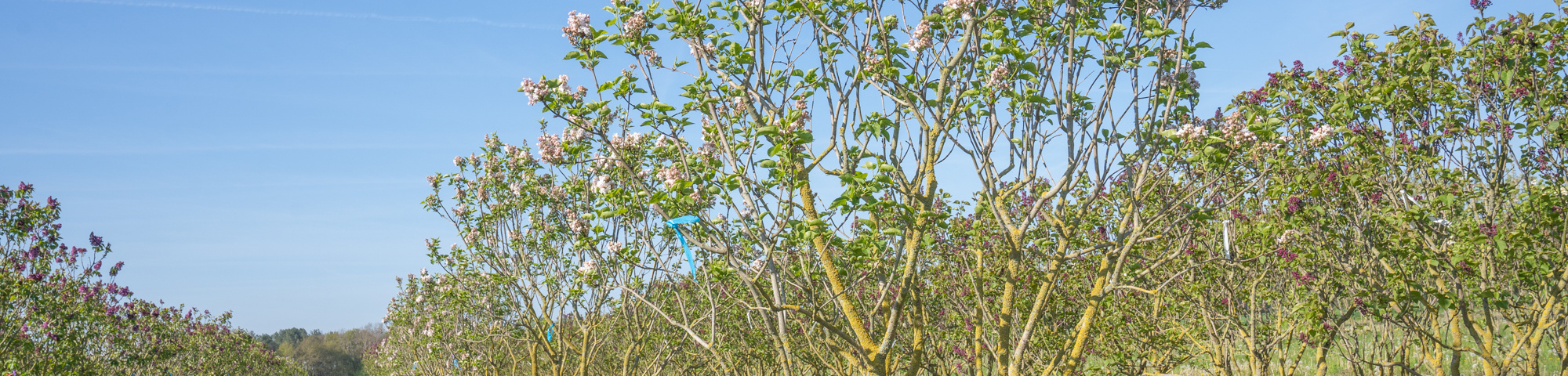 Syringa vulgaris 'Krasavitsa Moskvy'