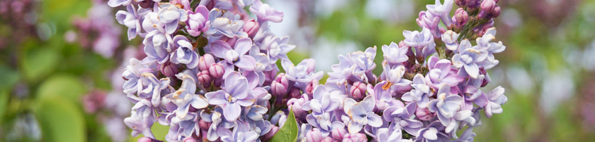 Syringa vulgaris 'Michel Buchner'