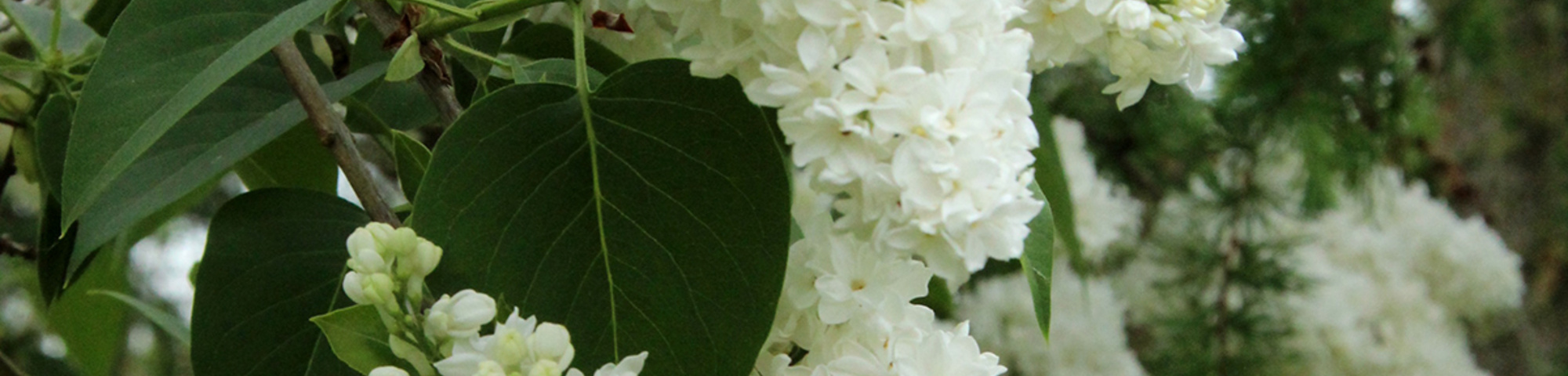 Syringa vulgaris 'Mme Lemoine'