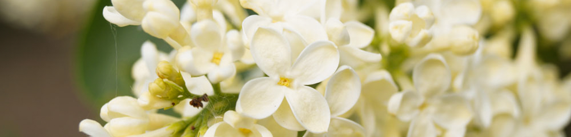 Syringa vulgaris 'Primrose'