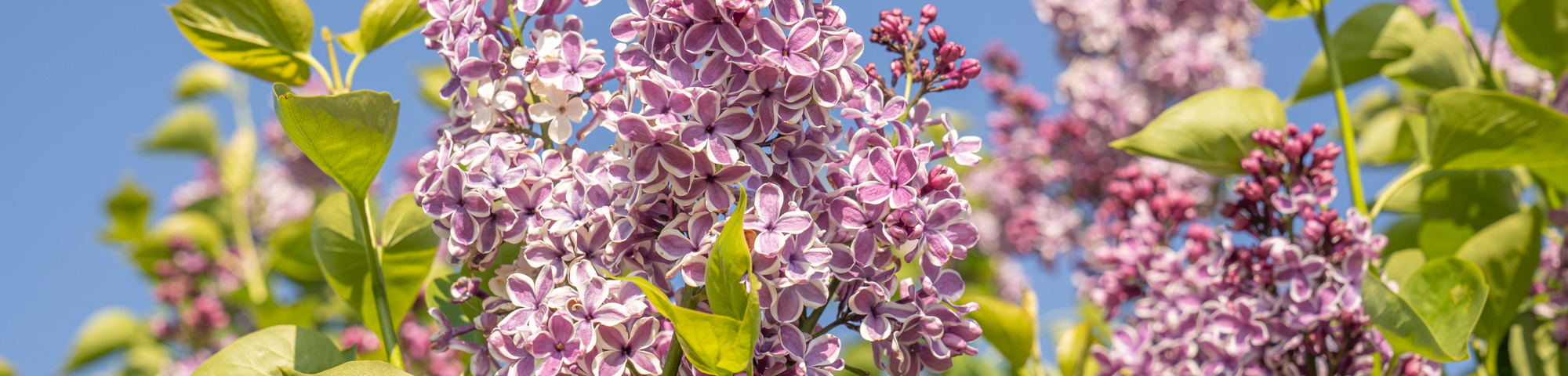 Syringa vulgaris 'Sensation'