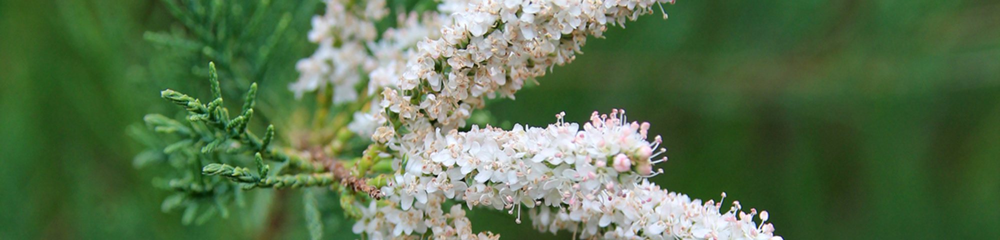 Tamarix ramosissima 'Pink Cascade'