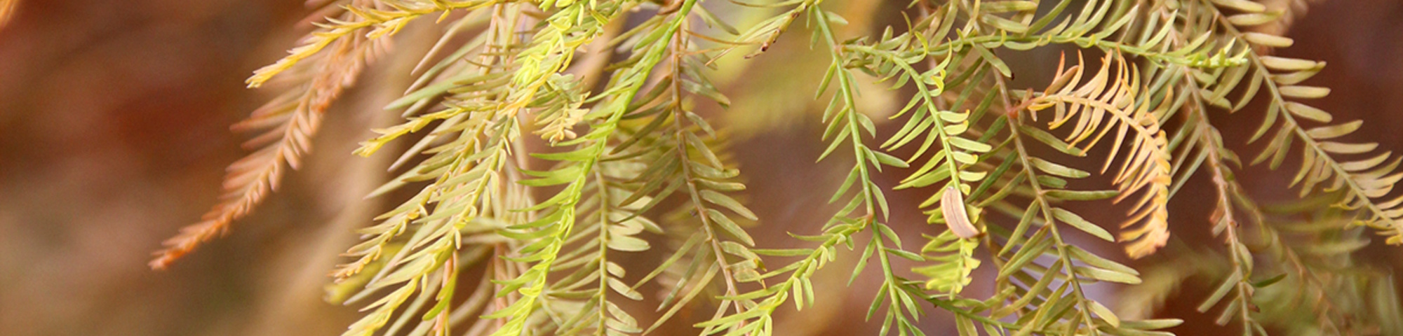 Taxodium distichum