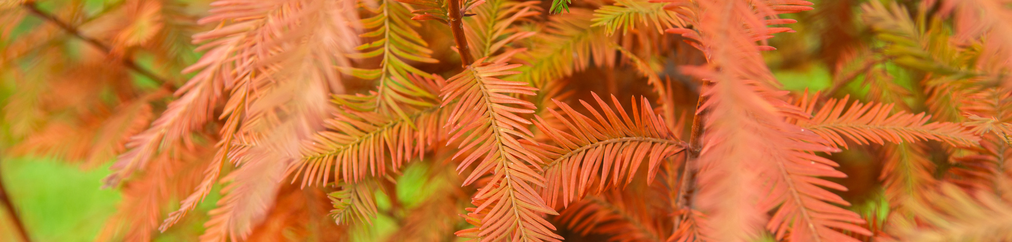 Taxodium distichum