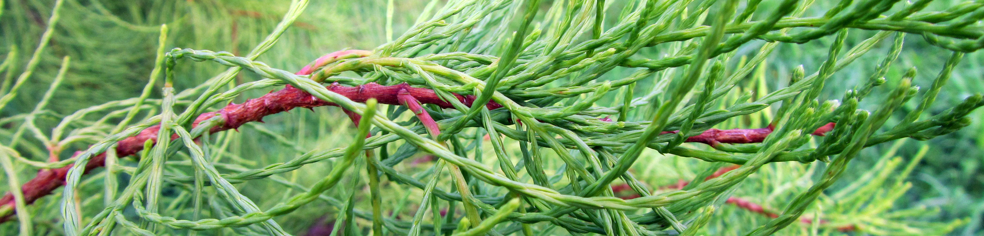 Taxodium distichum 'Nutans'